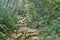Narrow jungle hiking trail through the dense and green tropical forest.