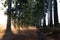 Narrow lane of eucalyptus trees with dust on dirt road