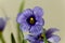 Narrow-leaf blue-eyed grass Sisyrinchium angustifolium