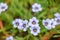 Narrow-leaf blue-eyed-grass Sisyrinchium angustifolium Devon skies, soft sky-blue flowers