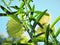 Narrow Leaf Cotton Bush Closeup