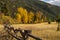 Narrow Leaf Cottonwood