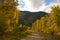 Narrow Leaf Cottonwood