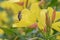 Narrow-leaf evening primrose Oenothera fruticosa, close-up flower with honeybee apis