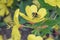 Narrow-leaf evening primrose Oenothera fruticosa, flower with bumblebee