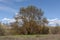 Narrow-leafed ash tree, Fraxinus angustifolia