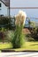 Narrow leaning Pampas grass or Cortaderia selloana flowering plant growing like large bush planted in family house front yard