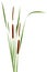 Narrow-leaved Cattail