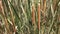 Narrow-leaved Cattail, Lesser Bulrush, Lesser reedmace, Narrowleaf Cattail, Typha angustifolia herbs