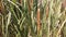 Narrow-leaved Cattail, Lesser Bulrush, Lesser reedmace, Narrowleaf Cattail, Typha angustifolia herbs