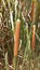 Narrow-leaved Cattail, Lesser Bulrush, Lesser reedmace, Narrowleaf Cattail, Typha angustifolia herbs