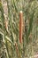 Narrow-leaved Cattail, Lesser Bulrush, Lesser reedmace, Narrowleaf Cattail, Typha angustifolia herbs