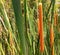 Narrow-leaved Cattail, Lesser Bulrush, Lesser reedmace, Narrowleaf Cattail, Typha angustifolia herbs