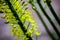 Narrow leaved foxtail lily Eremurus stenophyllus