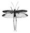 Narrow Leaved Grasshopper vintage illustration