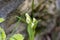 Narrow leaved Helleborine Cephalanthera longifolia