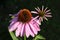 Narrow-leaved purple coneflower or Blacksamson echinacea two bright purple perennial flowers surrounded with green leaves on warm