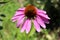 Narrow-leaved purple coneflower or Echinacea angustifolia bright purple perennial flower with spiky and dark brown to red seed hea