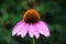 Narrow-leaved purple coneflower or Echinacea angustifolia purple perennial flower with spiky and dark brown to red cone seed head