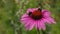 Narrow-leaved sun hat,Echinacea angustifolia, with two bumblebees