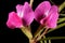 Narrow-Leaved Vetch Vicia angustifolia. Flowers Closeup