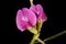 Narrow-Leaved Vetch Vicia angustifolia. Flowers Closeup