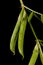 Narrow-Leaved Vetch (Vicia angustifolia). Young Fruit Closeup