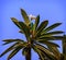 Narrow, long, green leaves of a palm tree plant against a blue s