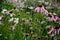 narrow and long petals lie downwards, offering a view of a distinctive, brown-orange central target. Perennial blooms from July