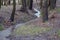 Narrow meandering stream with clear water flowing in small ravine among trees growing on both slopes and brown dry fallen leaves