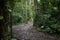 Narrow muddy path surrounded by green lush vegetation, fern leaves and tall trees in jungle