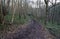 Narrow, muddy path through tall bare trees on a winter morning