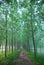 A narrow muddy road in woods