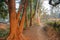 A narrow muddy trail through trees