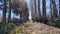 Narrow path between big trees in sunny autumn or early spring day. Early spring image of avenue of trees with long