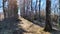 Narrow path between big trees in sunny autumn or early spring day. Early spring image of avenue of trees with long