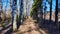 Narrow path between big trees in sunny autumn or early spring day. Early spring image of avenue of trees with long