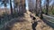 Narrow path between big trees in sunny autumn or early spring day. Early spring image of avenue of trees with long