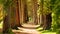 A narrow path cuts through a dense forest, surrounded by towering trees on either side, An alley of towering redwood trees in a