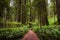 Narrow path through Ferns and tall trees