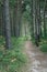 Narrow path through forest from Jastarnia to Jurata in northern Poland on Hel peninsula. Pine trees, birch trees and