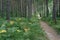 Narrow path through forest from Jastarnia to Jurata in northern Poland on Hel peninsula. Pine trees, birch trees and
