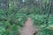 Narrow path through forest from Jastarnia to Jurata in northern Poland on Hel peninsula. Pine trees, birch trees and