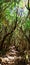 Narrow path in forest with mossy trees in Garajonay National Park in La Gomera magical island.