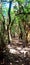 Narrow path in forest with mossy trees in Garajonay National Park in La Gomera magical island.