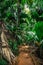 Narrow path in the jungle in Praslin island