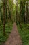 A narrow path leading through a remote woodland, trees on both sides and lush green undergrowth