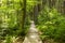 Narrow path lit by soft spring sunlight. Forest spring nature. Spring forest natural landscape with forest trees