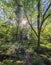 Narrow path made by wild animals in the middle of a very lush an