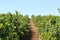 Narrow path passing through a fruitful garden full of trees covered with green leaves